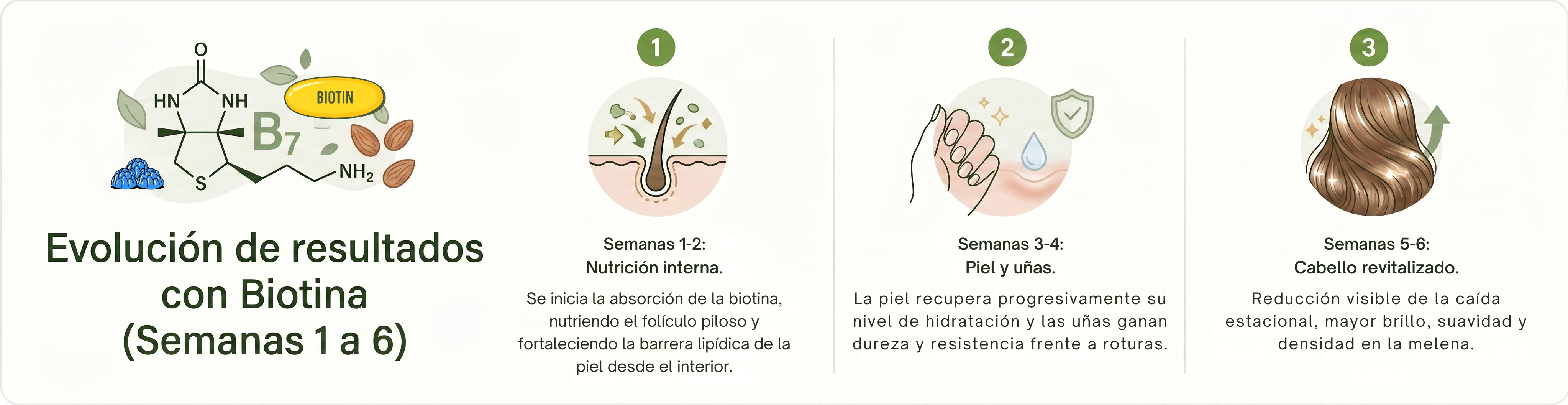 Cronograma de resultados de la biotina en 6 semanas para la recuperación del cabello, la piel y las uñas tras el verano - Diet Center